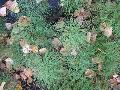 Meadow Horsetail / Equisetum pratense 